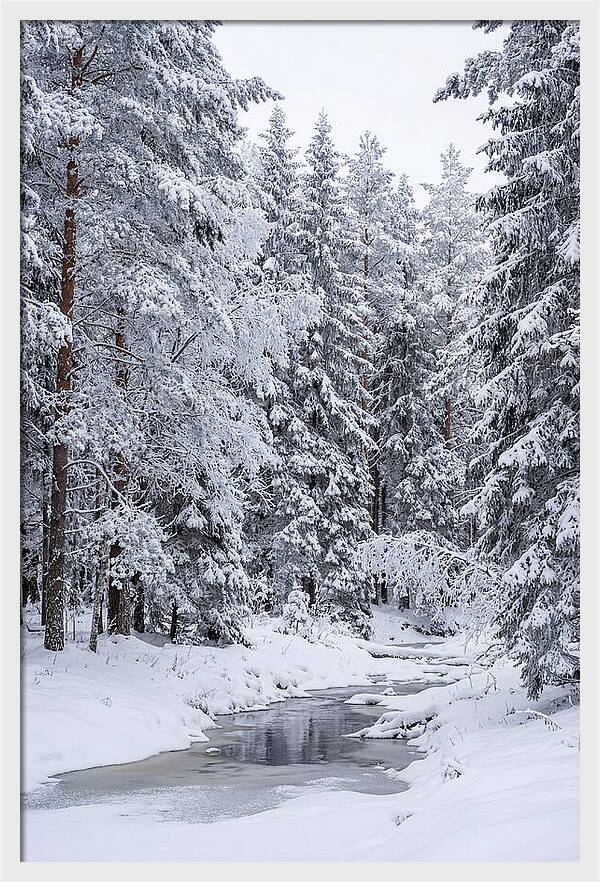 Winter Serenity In The Forest