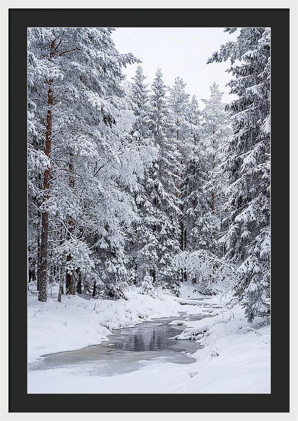 Winter Serenity In The Forest
