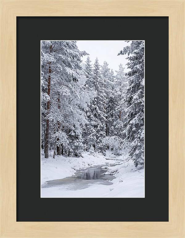 Winter Serenity In The Forest