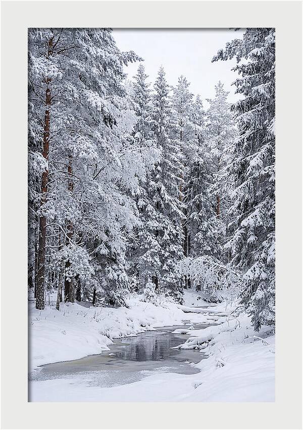 Winter Serenity In The Forest
