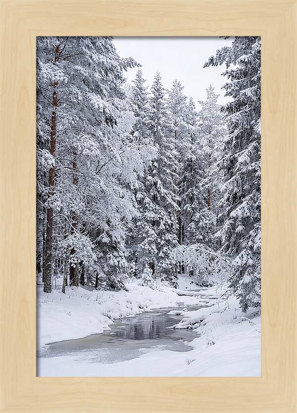 Winter Serenity In The Forest