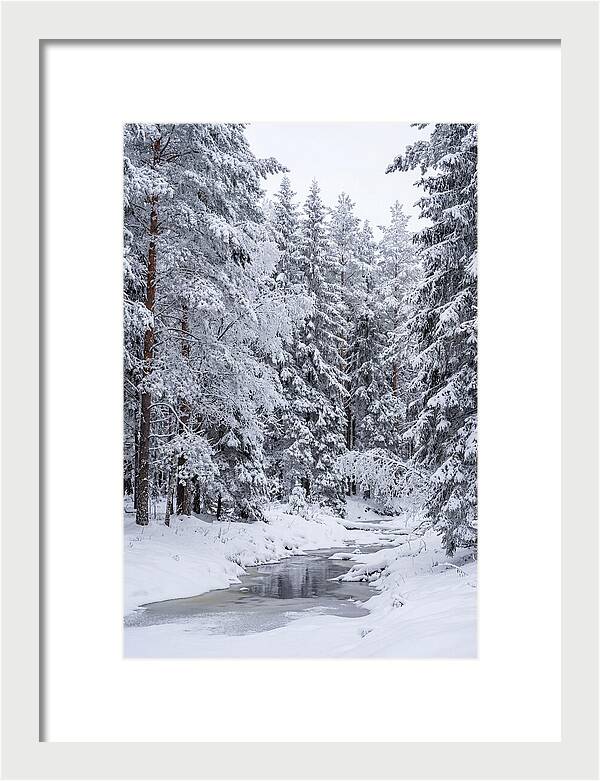Winter Serenity In The Forest