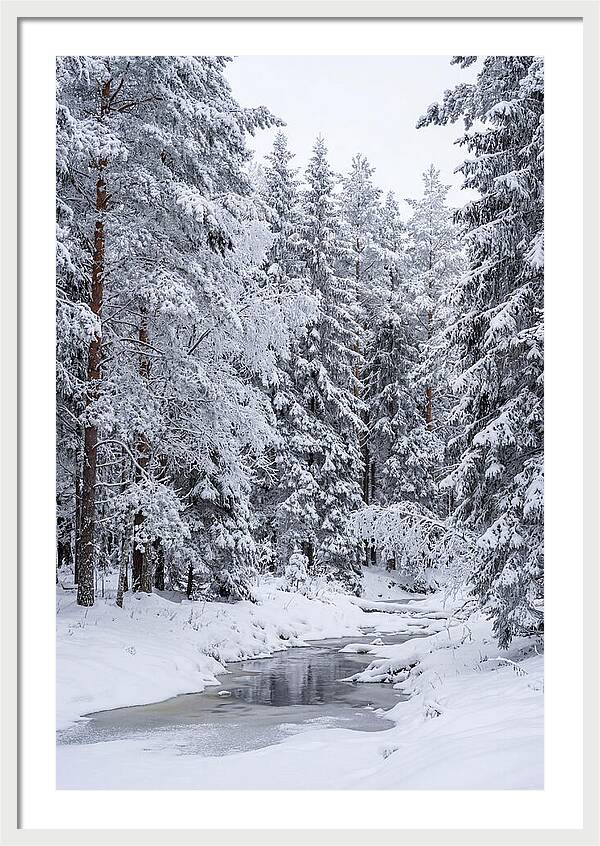 Winter Serenity In The Forest
