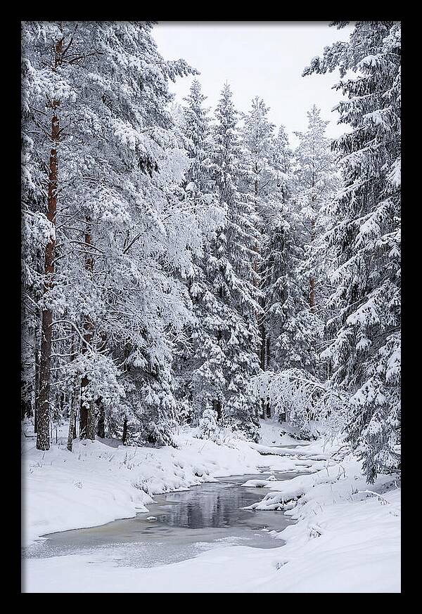 Winter Serenity In The Forest