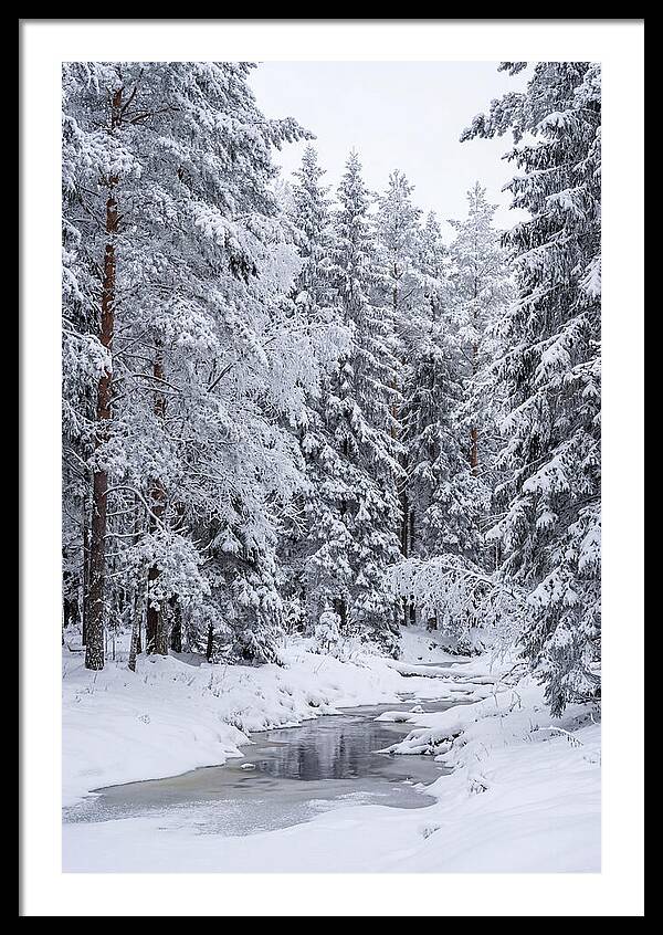 Winter Serenity In The Forest