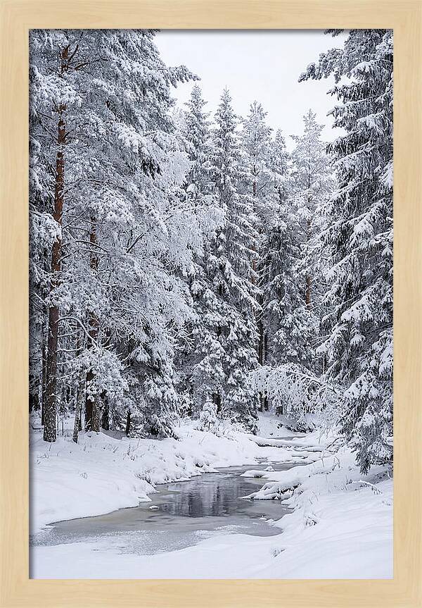 Winter Serenity In The Forest