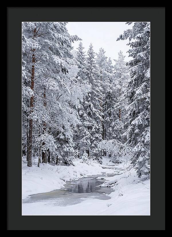 Winter Serenity In The Forest