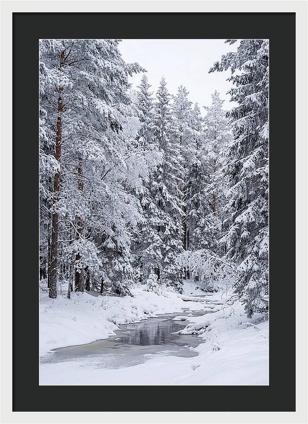 Winter Serenity In The Forest