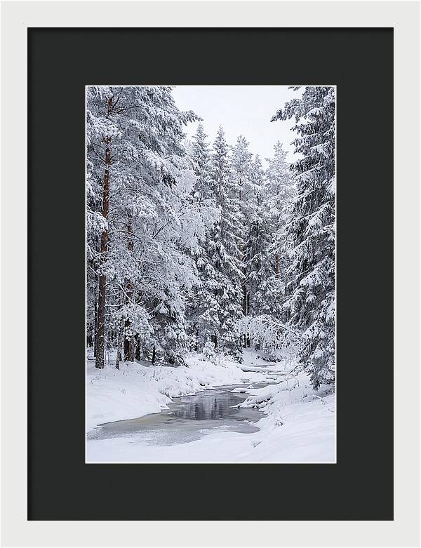 Winter Serenity In The Forest