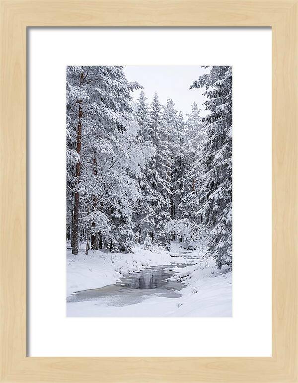 Winter Serenity In The Forest