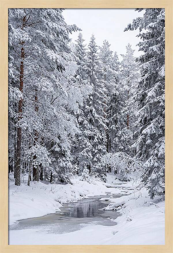 Winter Serenity In The Forest