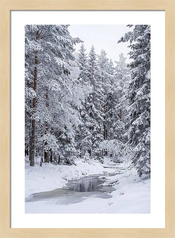 Winter Serenity In The Forest