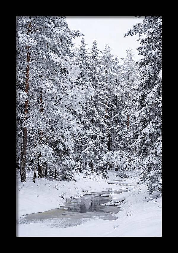 Winter Serenity In The Forest