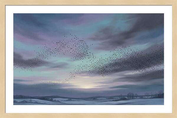 Winter Starling Murmuration At Sunset