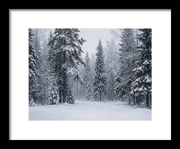 Winter Wonderland Serenity