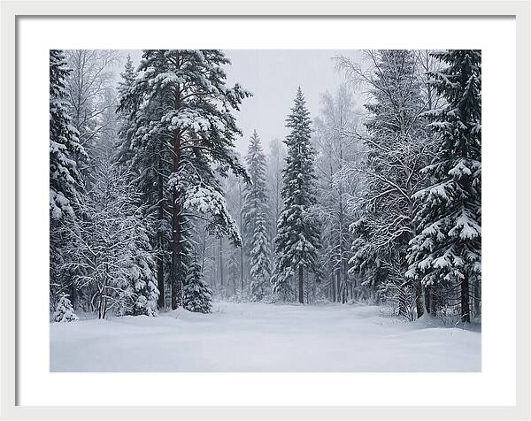 Winter Wonderland Serenity