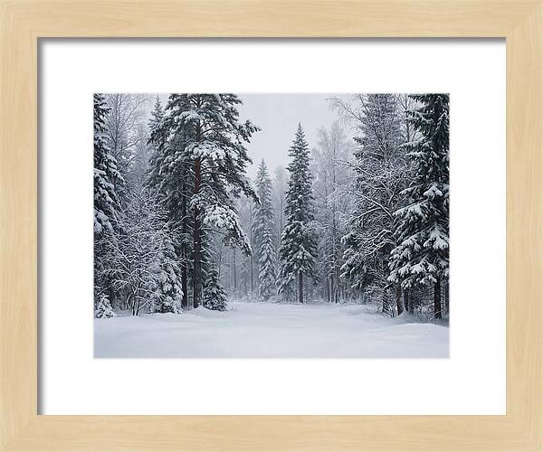 Winter Wonderland Serenity