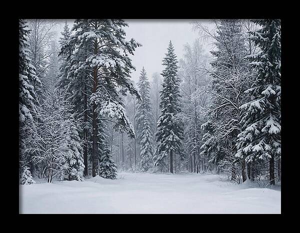 Winter Wonderland Serenity