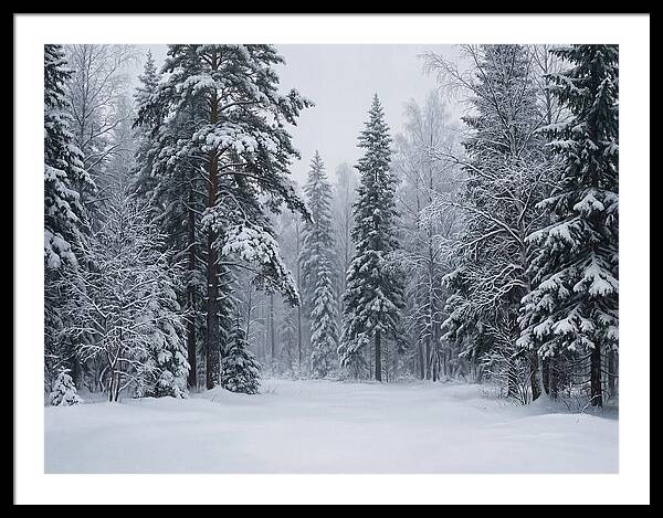 Winter Wonderland Serenity