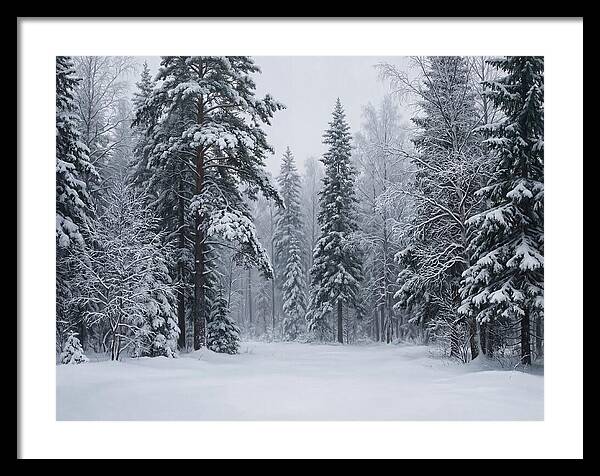 Winter Wonderland Serenity