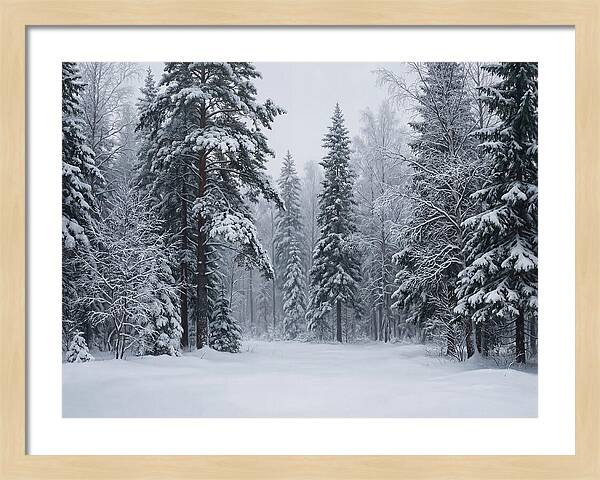 Winter Wonderland Serenity