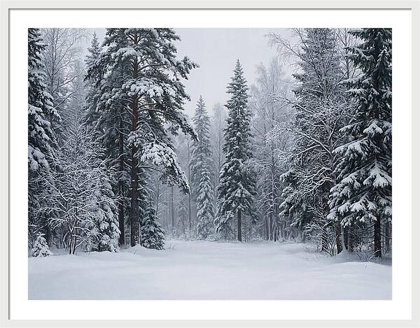 Winter Wonderland Serenity