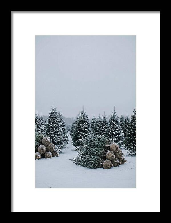 Winter Wonderland Tree Farm