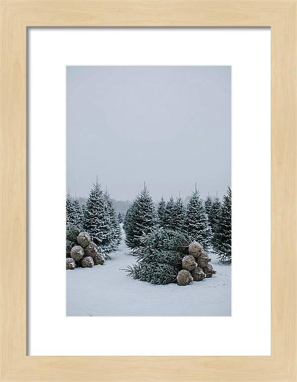 Winter Wonderland Tree Farm