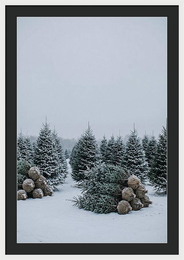 Winter Wonderland Tree Farm