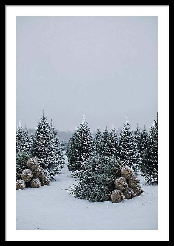Winter Wonderland Tree Farm
