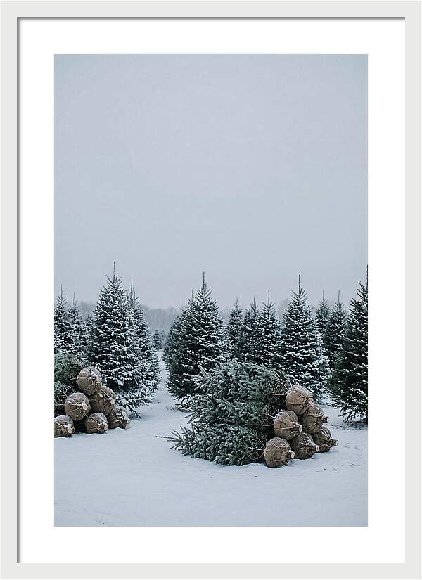 Winter Wonderland Tree Farm