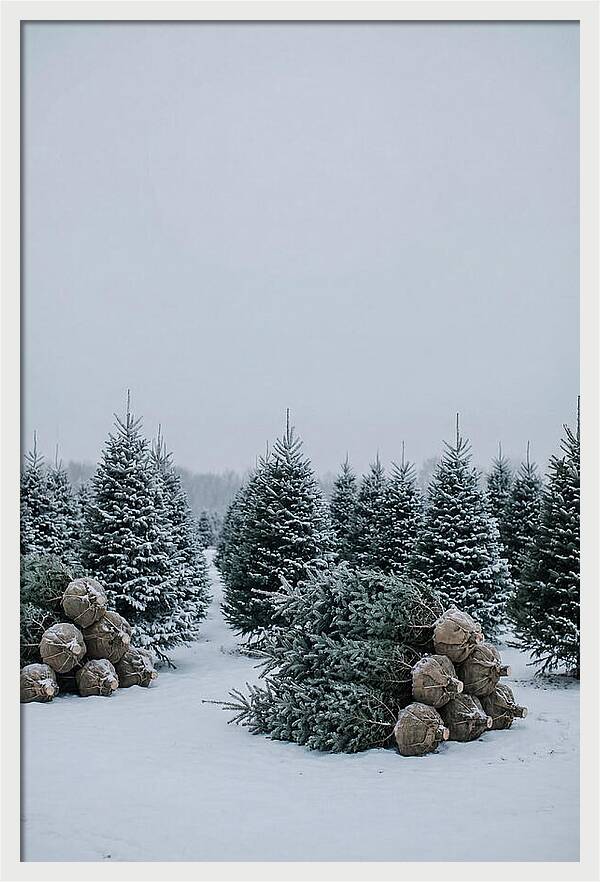 Winter Wonderland Tree Farm