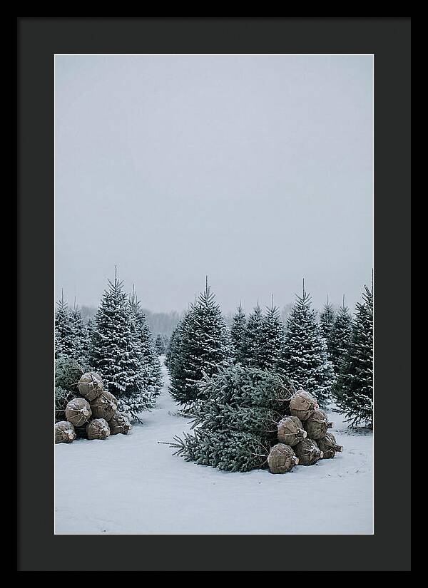 Winter Wonderland Tree Farm