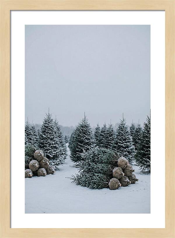 Winter Wonderland Tree Farm