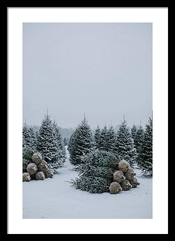 Winter Wonderland Tree Farm