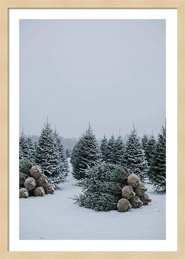 Winter Wonderland Tree Farm