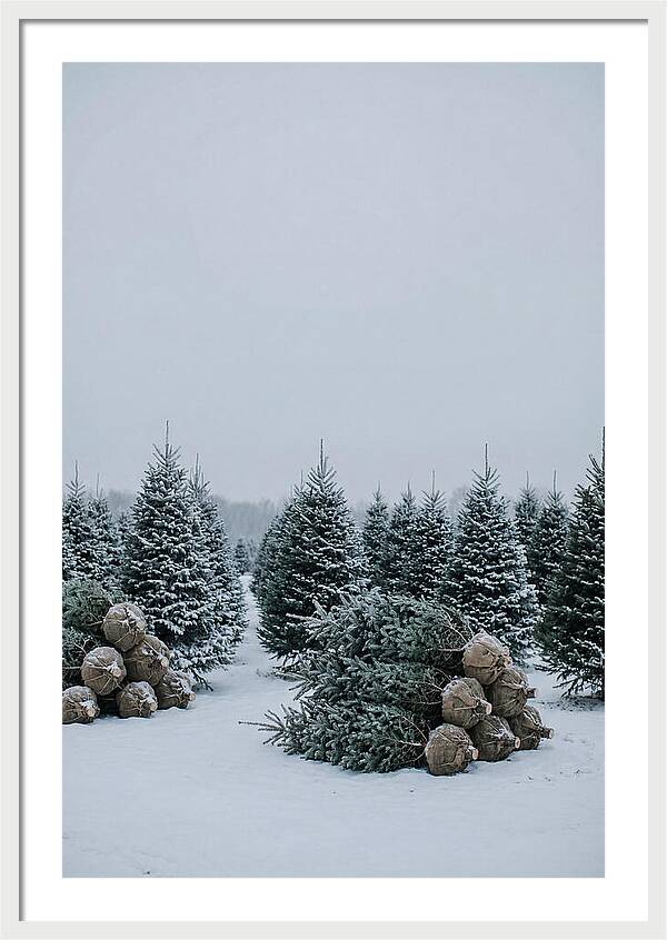 Winter Wonderland Tree Farm