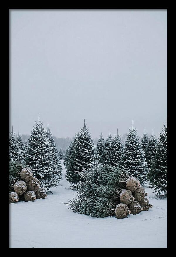 Winter Wonderland Tree Farm