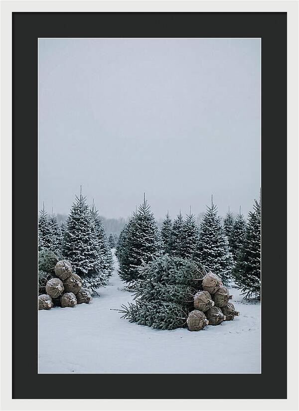 Winter Wonderland Tree Farm