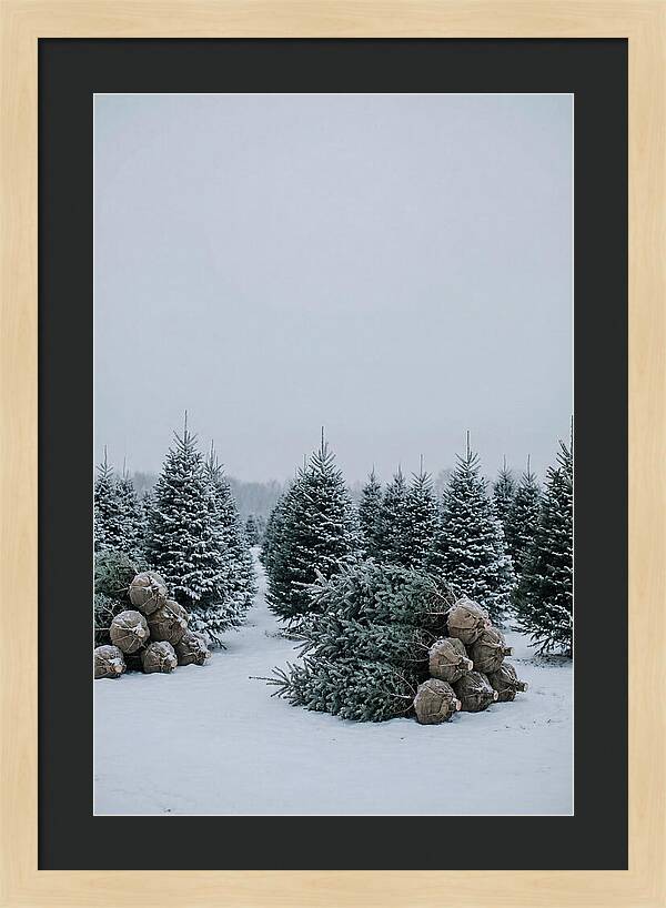 Winter Wonderland Tree Farm