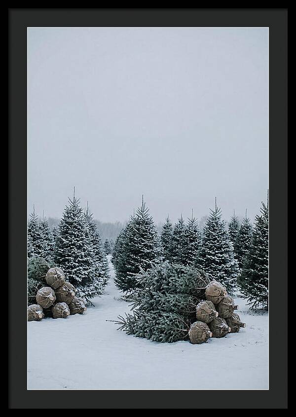 Winter Wonderland Tree Farm