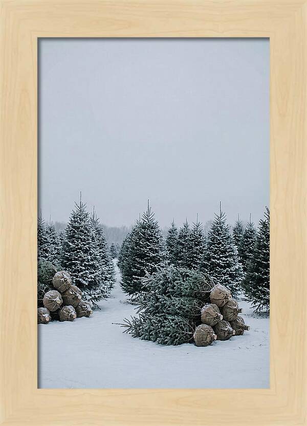 Winter Wonderland Tree Farm