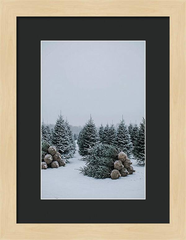 Winter Wonderland Tree Farm