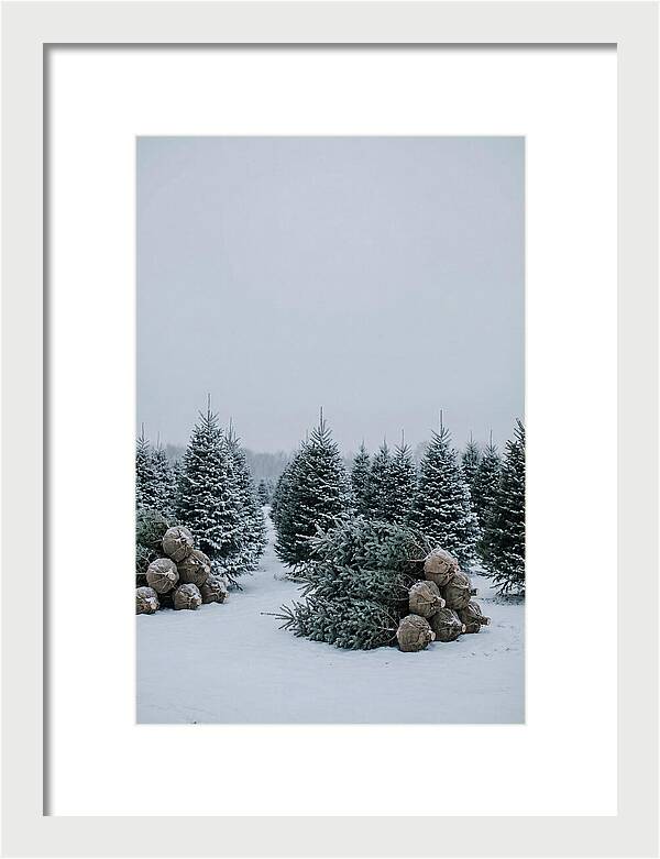 Winter Wonderland Tree Farm