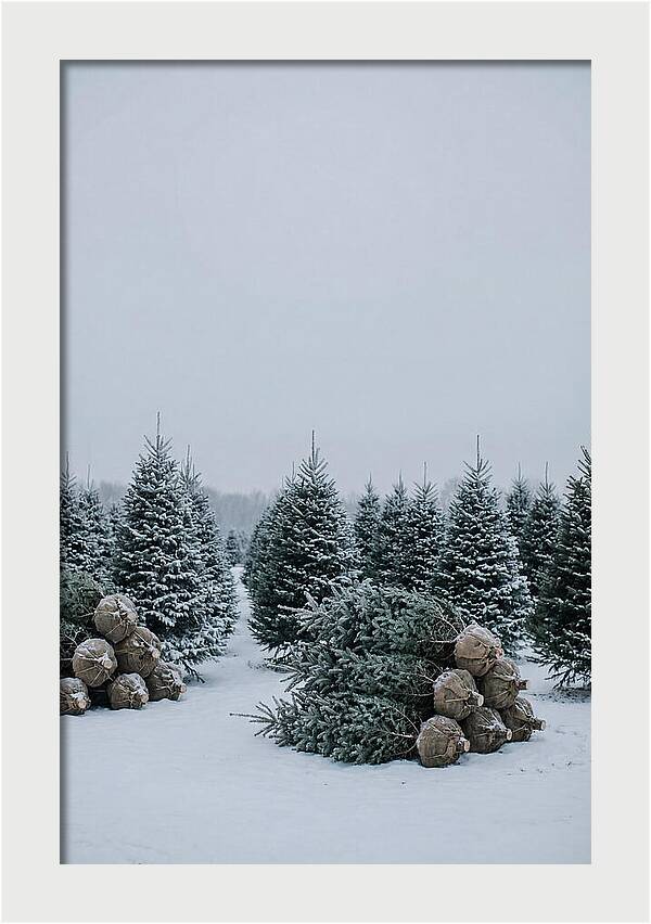Winter Wonderland Tree Farm