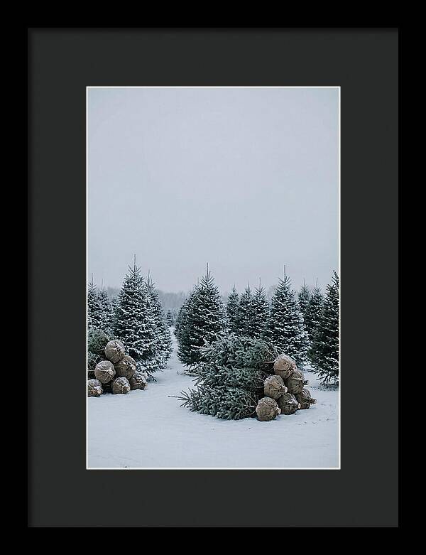 Winter Wonderland Tree Farm