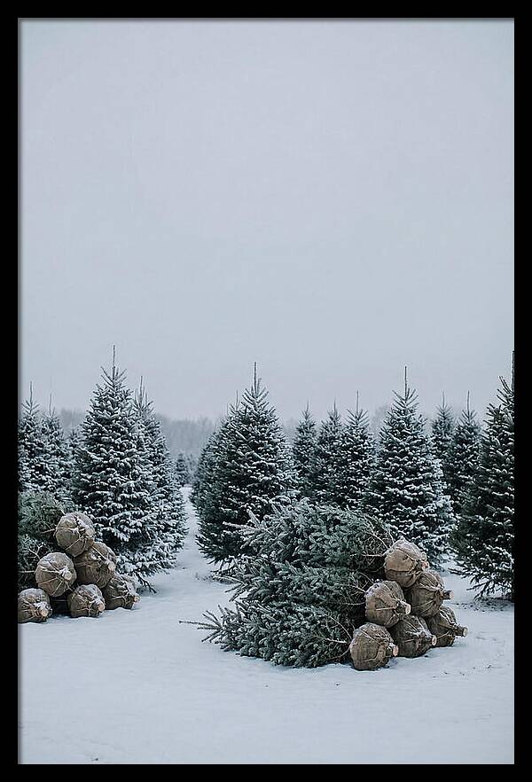 Winter Wonderland Tree Farm