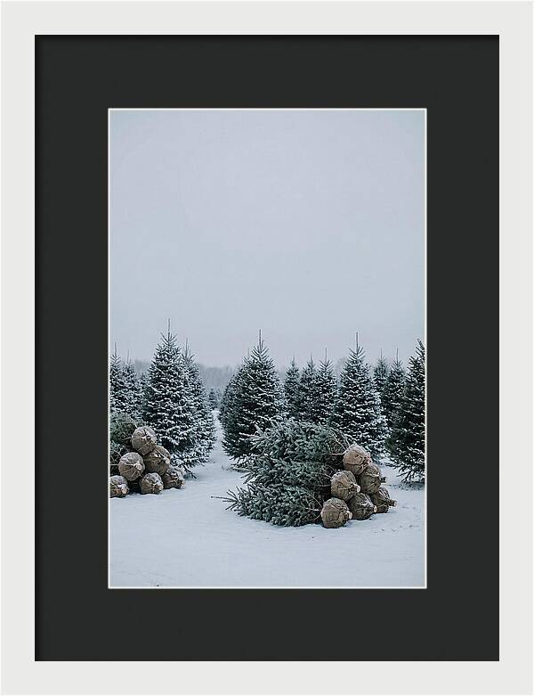 Winter Wonderland Tree Farm
