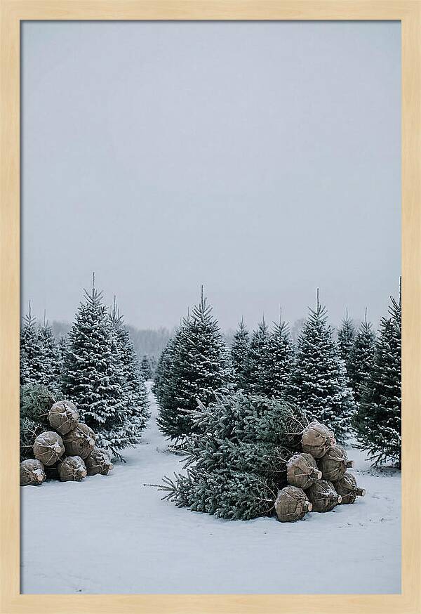 Winter Wonderland Tree Farm