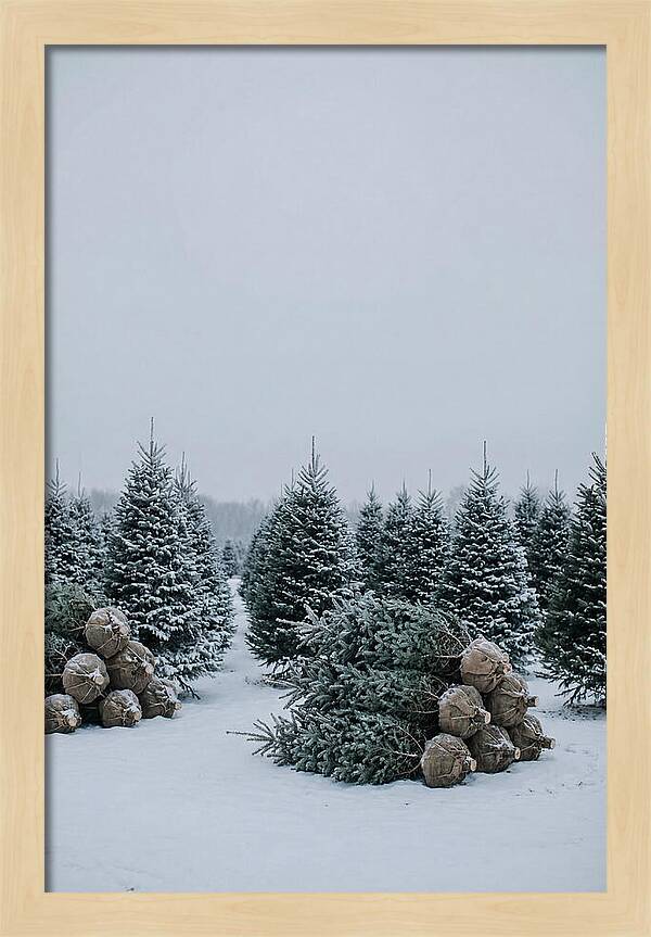 Winter Wonderland Tree Farm